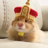 金丝熊王