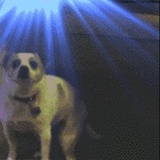 牧娃犬
