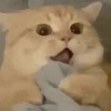 若钰彤