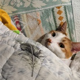 五美青年拉拉林