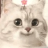 草莓纤维➕