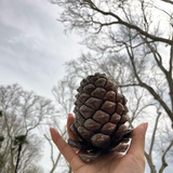 小树洞