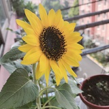当家的小花农