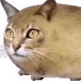 食品猫