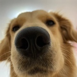 特土豆