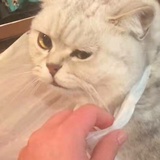 肥猩嗨