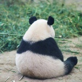 姜伽罗