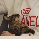 🐱四季