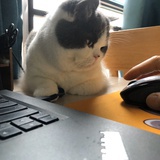 Qewpie