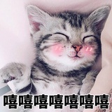 花猫流浪记