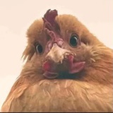 跷脚小鱼