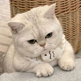 路过一只