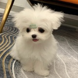 你微笑时很圆