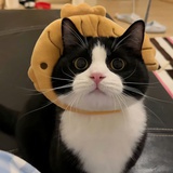 清醒鱼