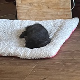 王英俊