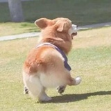 麦子