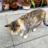 油盐枸杞芽