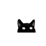 别叫我野猫