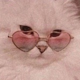 有猫玩猫