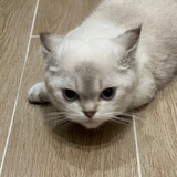 脆桃