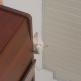 画船听雨西窗烛