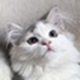 李二毛