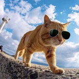 黑猫警长