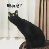 喵kk