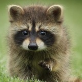 Raccoon C.