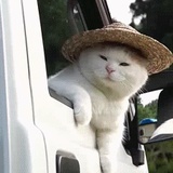 咖啡树的茶
