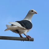 慢慢
