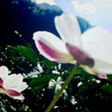 明媚的早晨