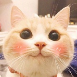 太阳奶糖喵