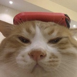 知李
