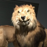 如是