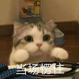 王俊俊豆