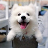 汪汪！🥰