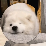 萨摩耶的椰