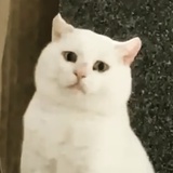 你Kitty学姐