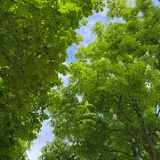 akyro