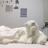 骑驴找马寻骆驼