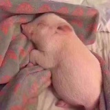 好嘛您