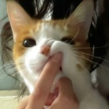聂夕