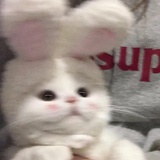 幸存者h