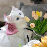 MISSAY