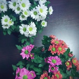 大俗