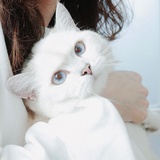 lululu