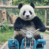 宋土豆