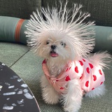 黑皮辣妹金狗勾