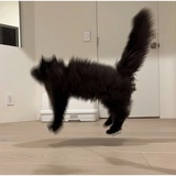moyo